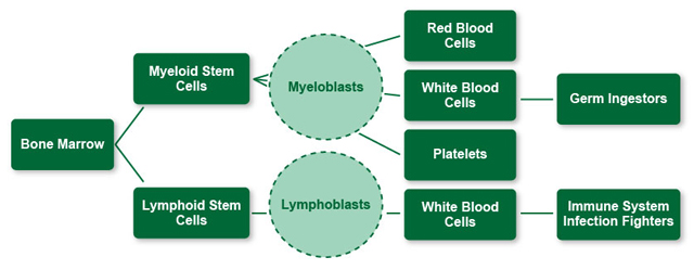 People with myelodysplastic syndromes (MDS) have dysfunctional and lower numbers of blood cells. Vitamin K2 may help.