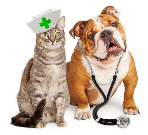 Vitamin K is an antidote to accidental poisoning for cats and dogs.